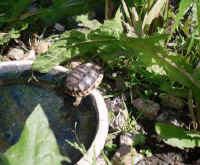 schildkroeten_schluepflinge_11.jpg (45181 Byte)