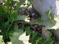 schildkroeten_schluepflinge_13.jpg (39633 Byte)