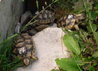 schildkroeten_schluepflinge_15.jpg (36899 Byte)