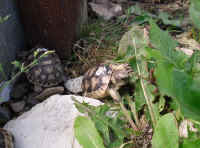 schildkroeten_schluepflinge_16.jpg (38949 Byte)