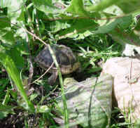 schildkroeten_schluepflinge_19.jpg (50340 Byte)