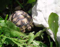 schildkroeten_schluepflinge_1.jpg (37999 Byte)