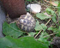 schildkroeten_schluepflinge_2.jpg (39851 Byte)