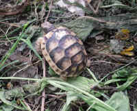 schildkroeten_schluepflinge_3.jpg (50729 Byte)