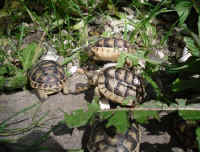 schildkroeten_schluepflinge_5.jpg (45842 Byte)