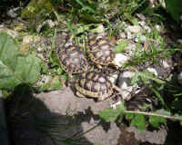 schildkroeten_schluepflinge_6.jpg (48384 Byte)