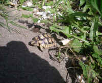 schildkroeten_schluepflinge_8.jpg (45579 Byte)