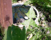 schildkroeten_schluepflinge_9.jpg (42446 Byte)