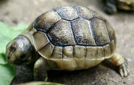 Testudo marginata