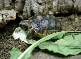 Breitrandschildkroete
