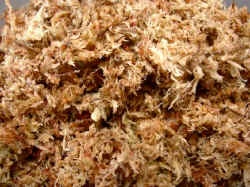 Sphagnum_Moos2.JPG (70811 Byte)