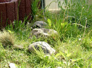 Gehege_1b.JPG (71496 Byte)