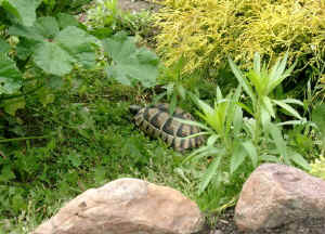 Gehege_a.JPG (81659 Byte)