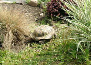 Gehege_b.JPG (70152 Byte)