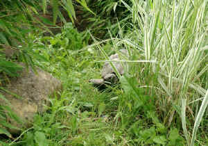 Gehege_c.JPG (82947 Byte)