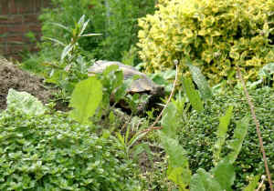 Gehege_d.JPG (81553 Byte)