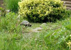 Gehege_e.JPG (72940 Byte)