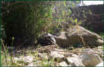 schildkroeten-gehege_sicht_tiere_10.jpg (43441 Byte)