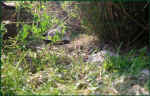 schildkroeten-gehege_sicht_tiere_12.jpg (42421 Byte)