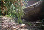 schildkroeten-gehege_sicht_tiere_14.jpg (46508 Byte)