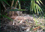 schildkroeten-gehege_sicht_tiere_18.jpg (45523 Byte)