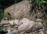 schildkroeten-gehege_sicht_tiere_26.jpg (42023 Byte)
