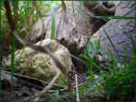 schildkroeten-gehege_sicht_tiere_27.jpg (41710 Byte)