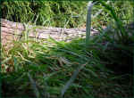 schildkroeten-gehege_sicht_tiere_28.jpg (48473 Byte)