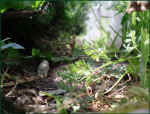 schildkroeten-gehege_sicht_tiere_2.jpg (40416 Byte)