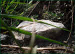 schildkroeten-gehege_sicht_tiere_31.jpg (38262 Byte)