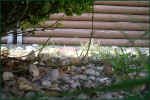 schildkroeten-gehege_sicht_tiere_32.jpg (36571 Byte)