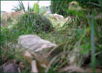 schildkroeten-gehege_sicht_tiere_34.jpg (37241 Byte)