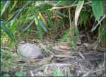 schildkroeten-gehege_sicht_tiere_37.jpg (44648 Byte)