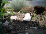 schildkroeten-gehege_sicht_tiere_3.jpg (35018 Byte)