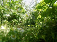 Gehegeansicht_a.JPG (49353 Byte)