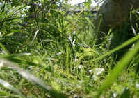 Gehegeansicht_aa.JPG (49324 Byte)