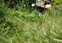 Gehegeansicht_bb.JPG (45890 Byte)