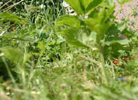 Gehegeansicht_cc.JPG (44937 Byte)