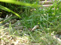 Gehegeansicht_e.JPG (43049 Byte)