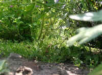 Gehegeansicht_ee.JPG (48794 Byte)