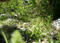 Gehegeansicht_f.JPG (52738 Byte)