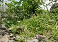 Gehegeansicht_ff.JPG (50745 Byte)