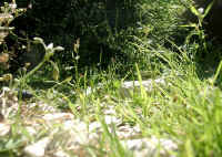 Gehegeansicht_g.JPG (49866 Byte)