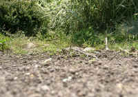 Gehegeansicht_gg.JPG (50439 Byte)