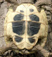 zweihrige Griechische Landschildkrte, Plastron