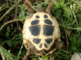 einjhrige Griechische Landschildkrte, Plastron