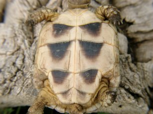 einjhrige Testudo marginata, Plastronansicht