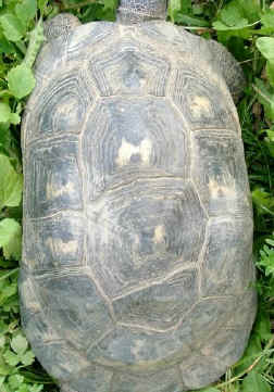 Carapax weibliche Breitrandschildkrte