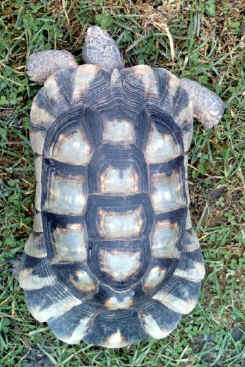 Carapax mnnliche Breitrandschildkrte