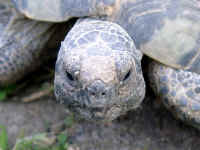 Breitrandschildkroete adult Kopf.JPG (40888 Byte)